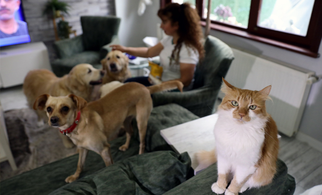 Bursa'da villasında 33 kedi ve 4 köpeğe bakıyor 