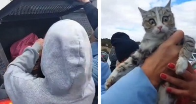 Konya'daki hayvan barınağından yeni görüntüler: Hayvanseverler, poşette taşınan kedileri böyle kurtardı