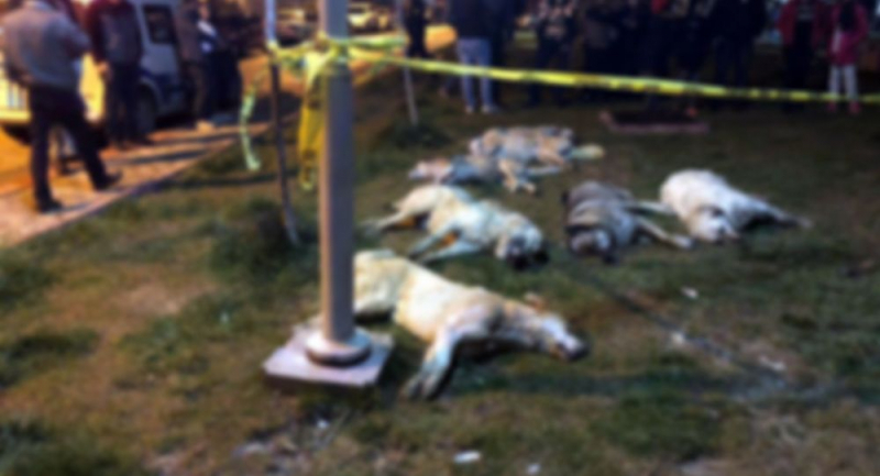 16 köpeğin toplu halde katledilmesinde katillerin serbest bırakılmasına itiraz