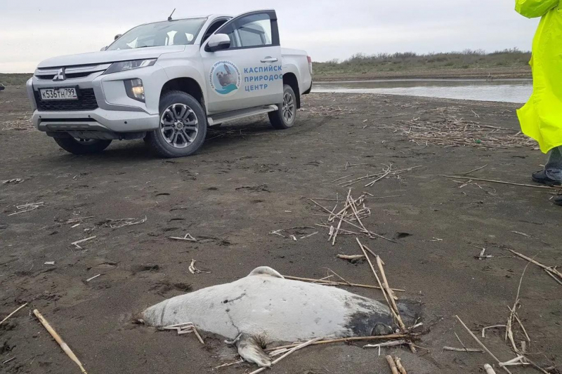 200 fok cesedi Hazar kıyılarına vurdu