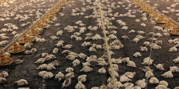 28 bin tavuk boğularak yaşamını yitirdi!