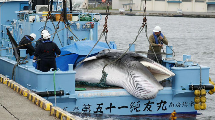 33 yıllık yasağın ardından balina katliamı başladı