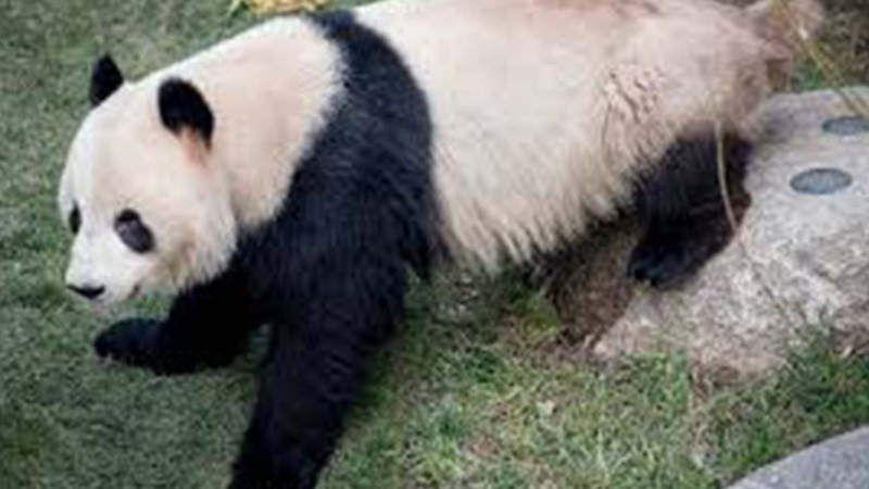 7 yaşındaki panda hayvanat bahçesinden kaçtı 