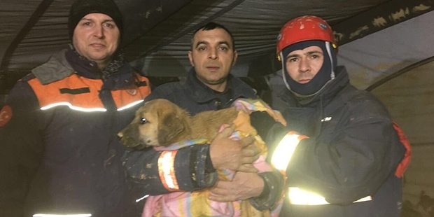 son dakika haberleri,haber,haberler,70 metrelik kuyudaki köpek 10 gün sonra kurtarıldı
