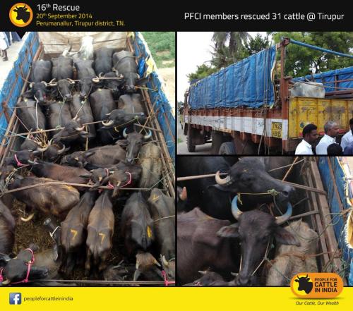 Hindistanda 31 hayvan katillerin elinden kurtarıldı!!