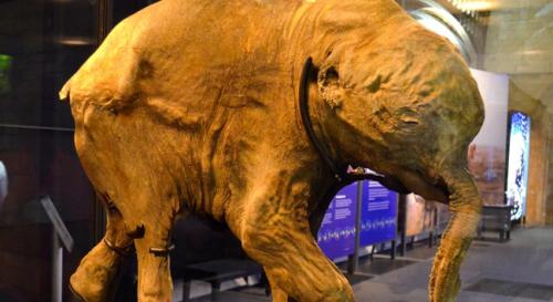 42 bin yıllık mamut yavrusu!
