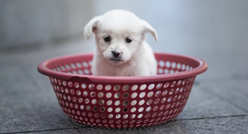 ABD, 100'den fazla ülkeden köpek ithalatını yasakladı