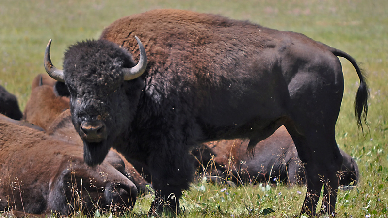ABD’de 12 bizon öldürmek için 45 bin kişi başvuruda bulundu