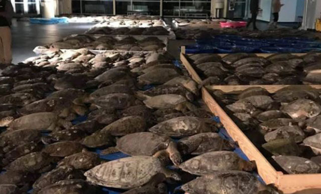 ABD'de donmak üzere olan 3 bin 500 deniz kaplumbağası kurtarıldı