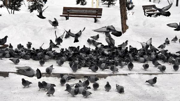 Aç kalan güvercinleri vatandaş ve esnaf besliyor! 