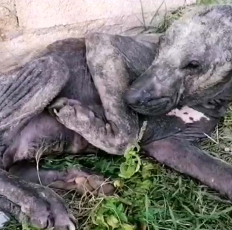 Adana'da ölmek üzereyken bulunan köpek kurtarıldı
