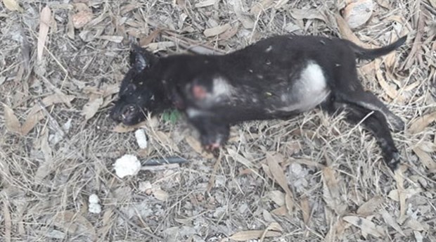 Adana'da ön patileri kesilmiş yavru bir köpeğin cesedi bulundu