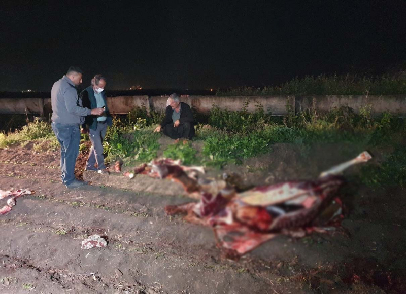 Adana'da, tarlada öldürülmüş 3 at bulundu 