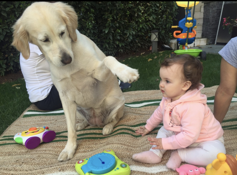 AKP'nin yayın organı Sözcü, köpek katliamına zemin yaratmak için haber uydurmaya devam etti