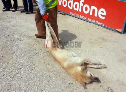 Akyazı Belediyesi'nden hayvanlara işkence!