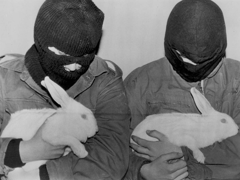 ALF, deneylerde işkence yapılan tavşanları kurtardı!