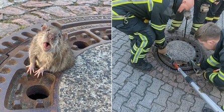 Almanya'da rögar kapağına sıkışan fare itfaiye tarafından kurtarıldı