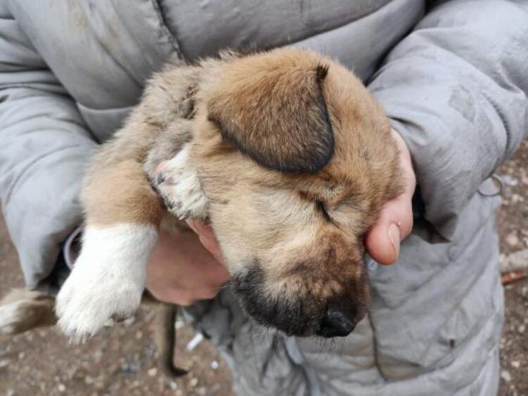 Ankara'da dağlık alana bırakılan 7 köpek hayatını kaybetti