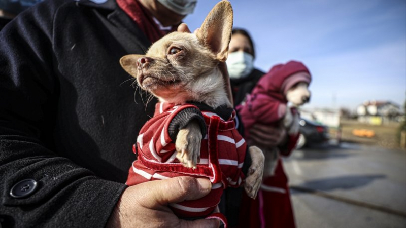 Ankara'da ses telleri kesilen köpekleri sahiplenmek için 15 bin kişi başvurdu