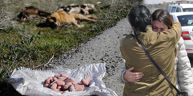 Ankara'da toplu hayvan katliamı sürüyor! 7 köpek daha katledilmiş halde bulundu