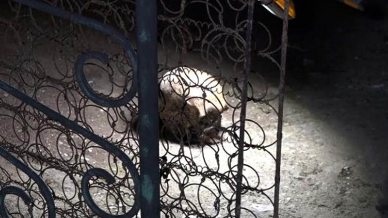 Antalya'da bahçede insan kafatası bulundu
