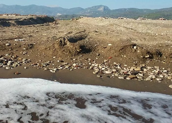 Antalya'da belediyenin iş makineleri kaplumbağa yuvalarını ezdi