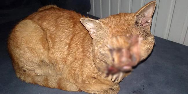 Antalya'da hayvana işkence: Naylonu eritip kedinin gözlerine damlattılar