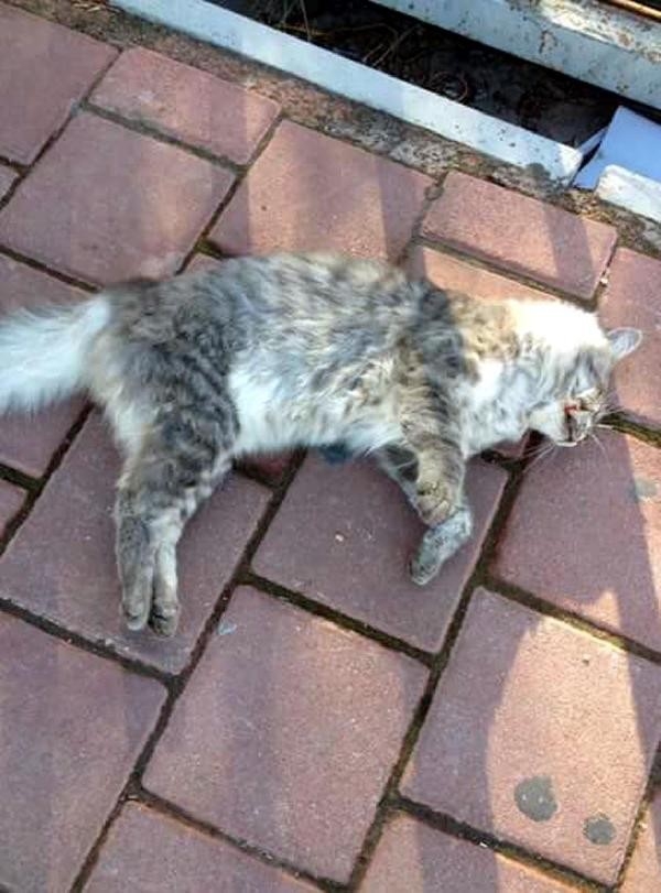 Antalya'da kedi katliamı devam ediyor!