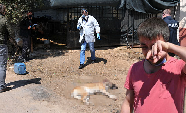 Antalya'da komşusu köpeklerini tüfekle vurarak öldürdü