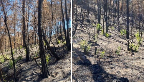 Antalya'da yanan ormanlar 'küllerinden doğuyor'