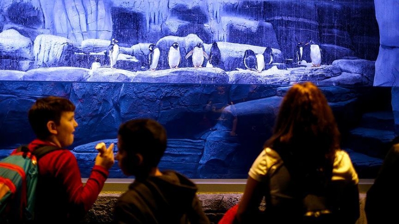 Aqua Florya ve İstanbul Akvaryum'a kutup pengueni tepkisi