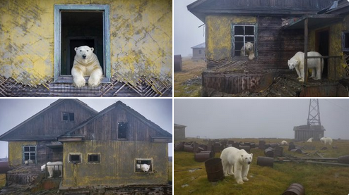 Arktik'teki terk edilmiş adada bulunan eski bir Rus istasyonu, kutup ayılarına yuva oldu