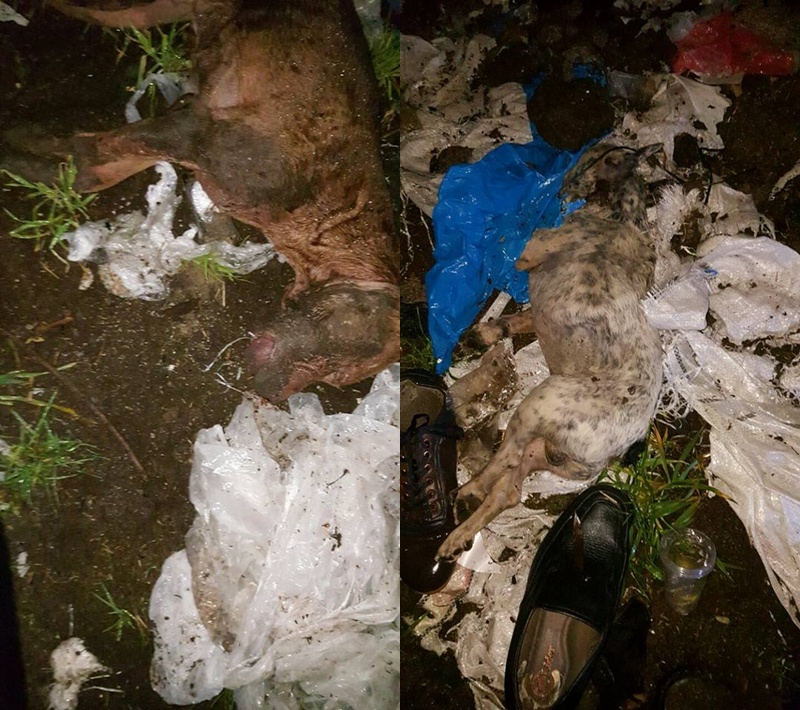 Arnavutköy'de köpek inlemeleri gelen evin bahçesinde onlarca ölü bulundu