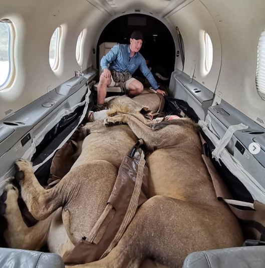 Aslanların uyutulduğu uçak yolculuğu sosyal medyada viral oldu