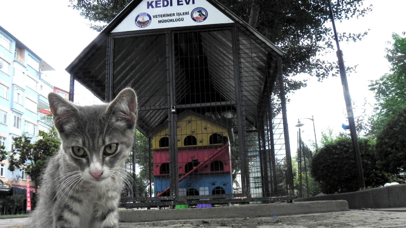 Avcılar Belediyesi, kedi evlerini kapatıyor 