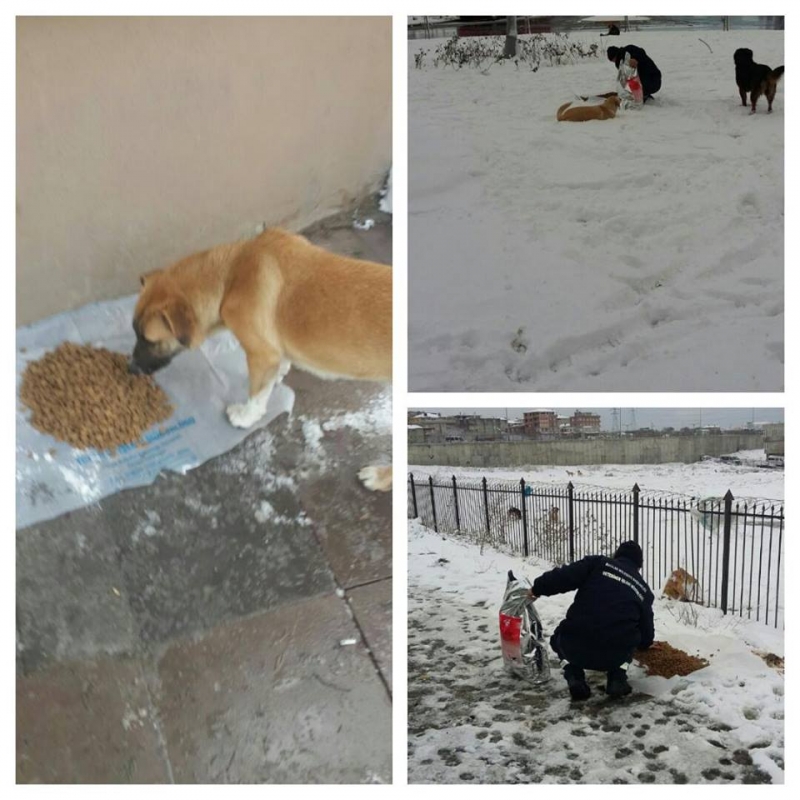 Avcılar Belediyesi sokakta yaşayan hayvanlara yemek dağıttı!