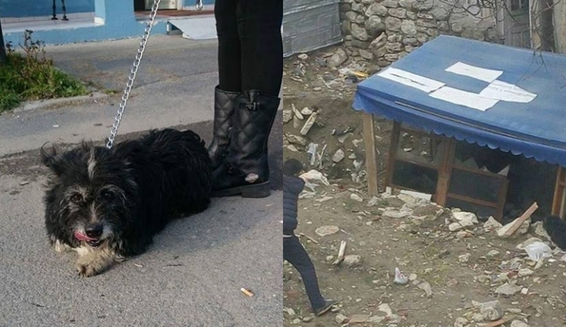 Avcılar'da zincirle bağlanıp taşlanan köpek kurtarıldı!