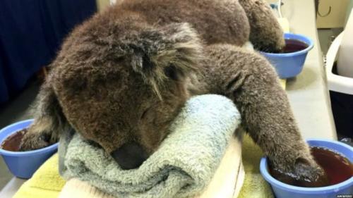 Yangından kurtarılan koalaya özel tedavi!