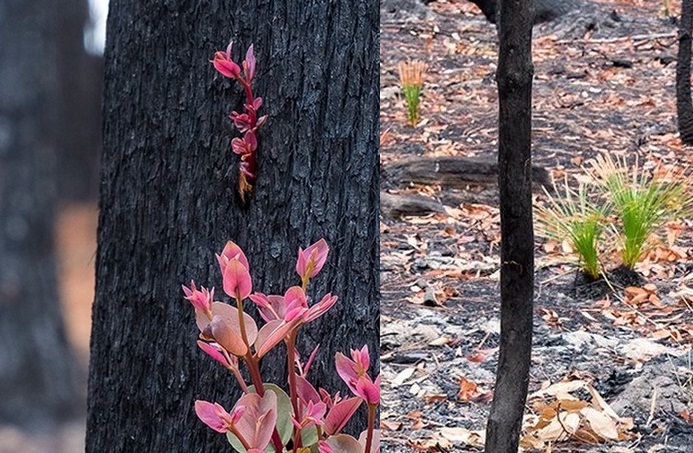 Avustralya yangınlarında kül olan yerlerde bazı bitkiler yeniden çıkmaya başladı