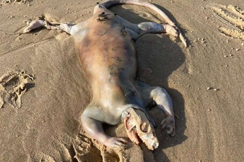 Avustralya'da sellerden sonra sahilde tanımlanamayan bir canlının cesedi bulundu