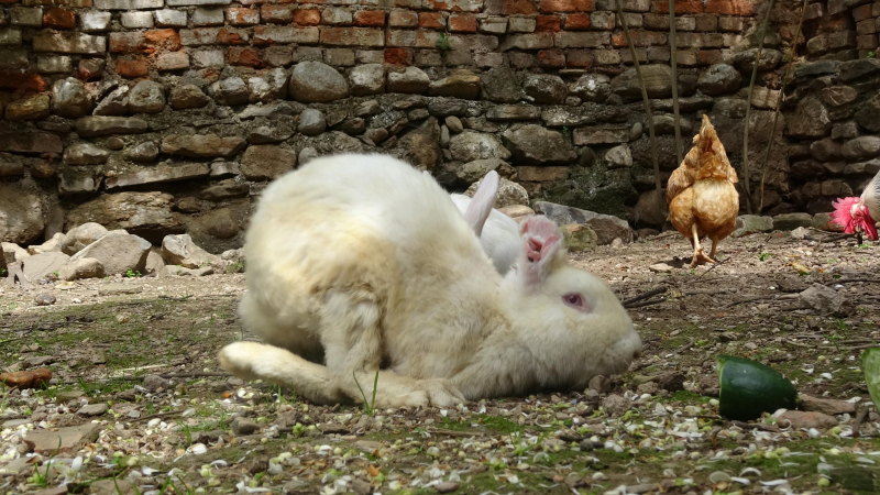 Aydın'da veganlar, deney için bacakları kırılan tavşanı hayata döndürdü