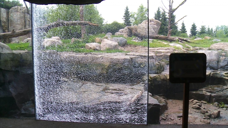 Ayı hayvanat bahçesindeki camı kırarak kurtulmaya çalıştı!