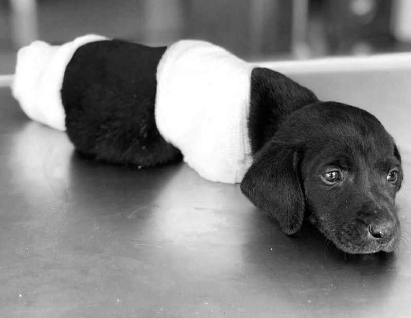 Bacakları ve kuyruğu kesilen yavru köpek hayatını kaybetti