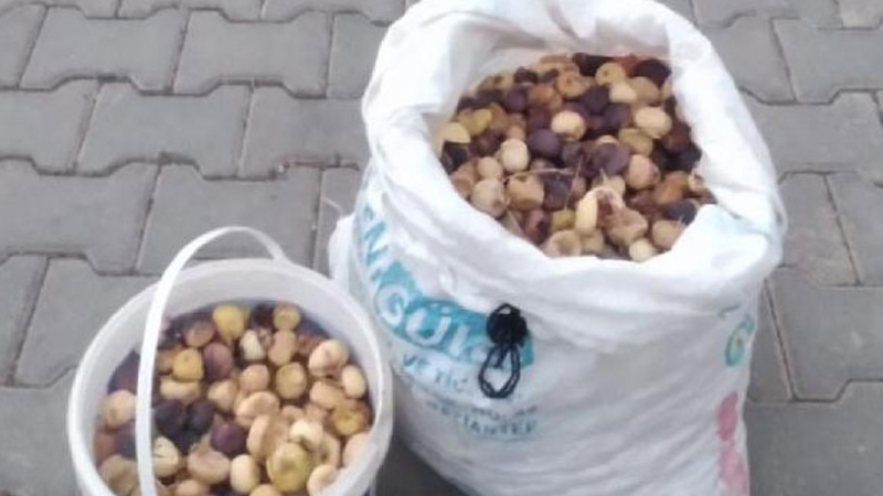  Bahçeden 35 kilo incir çalan kişi tutuklandı