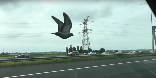 'Başbakanı tehditten' tutuklanan güvercinin kanatları kesildi!