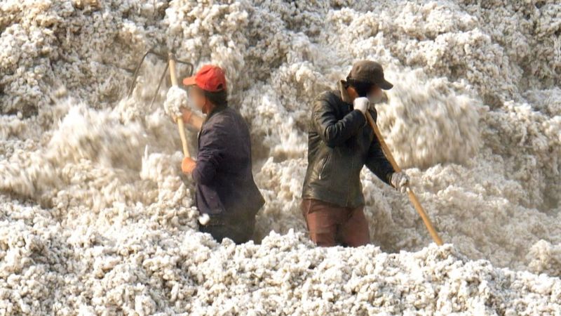 BBC: Çin, Uygur Türklerini pamuk tarlalarında zorla çalıştırıyor