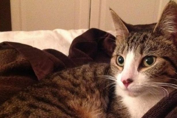 Beş yıldır kayıp olan kedi sahiplerine geri döndü