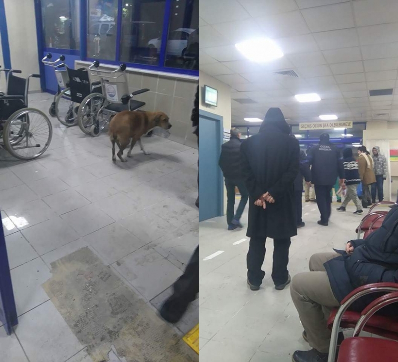 Beykoz Devlet Hastanesi'nde soğuktan donan köpeğe saldırı!