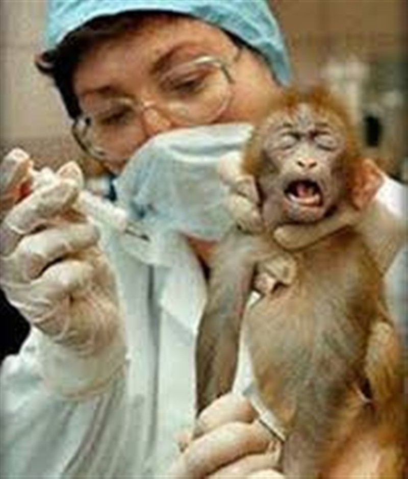 Bilim insanları araştırma için hayvanları hasta ediyor!
