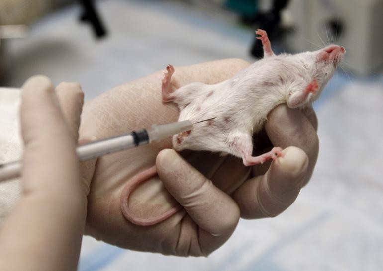 Bilim insanları fareleri Alzheimer hastası yaptı!